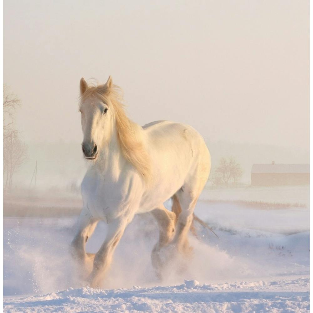 White Horse In The Snow