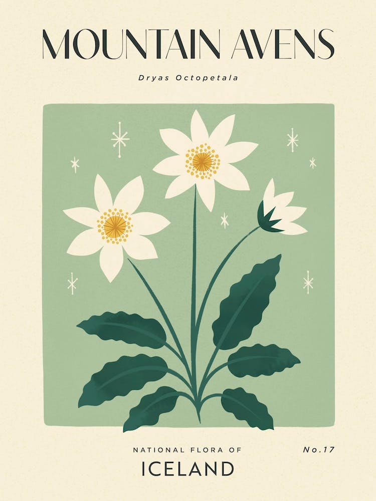 Vintage Green And White Mountain Avens Flower Of Iceland