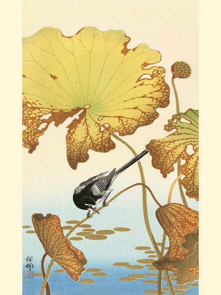 Japanese Wagtail On Lotus Plant (1925 1936), Ohara Koson