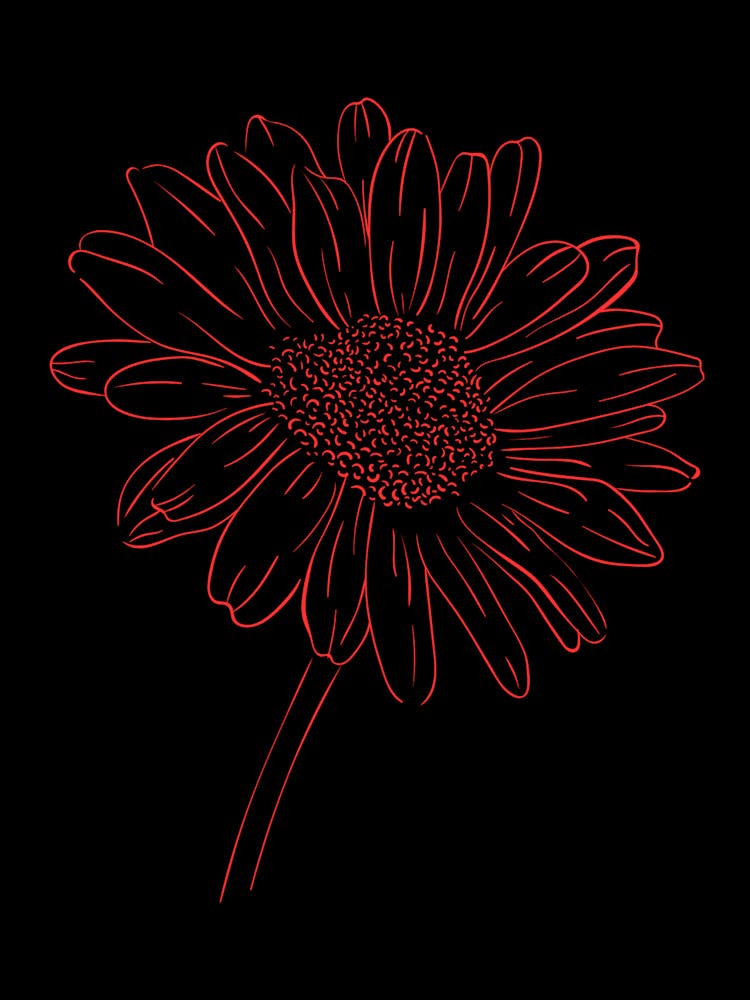 Crimson Bloom Bathed in Sunlight (evokes color and atmosphere)