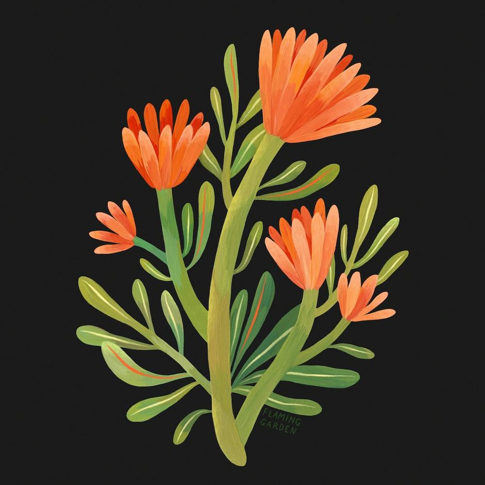 Orange Wildflower Square
