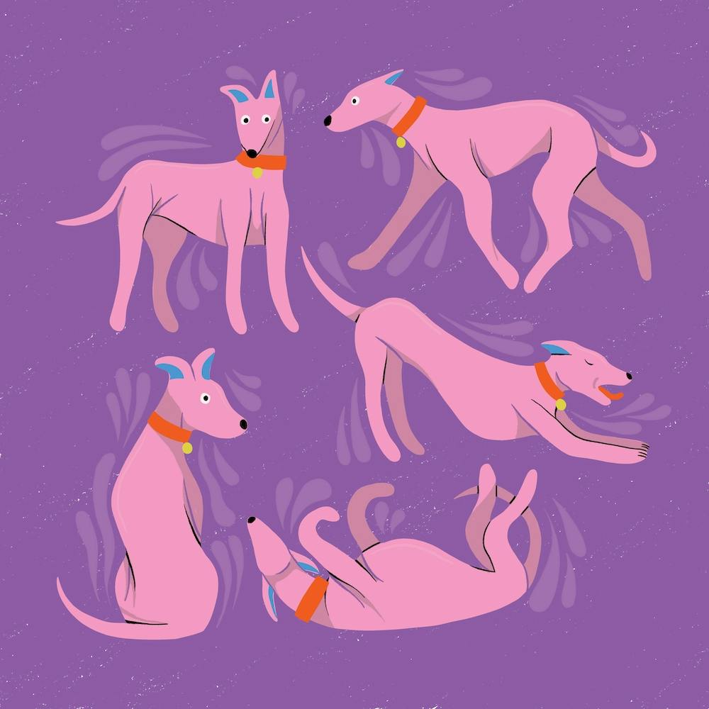 Purple and Pink Sighthound Whippet Greyhound Dogs