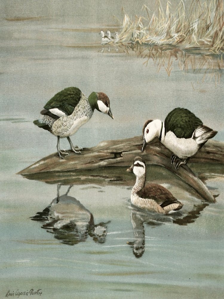 Three Ducks On A Log