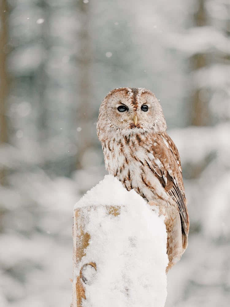 Snowy Owl On Fence Post