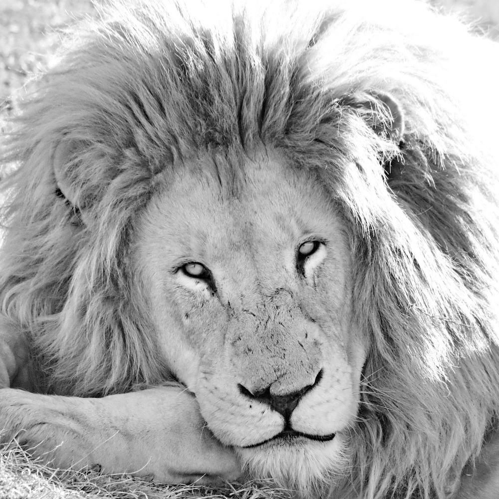 White Lion Male
