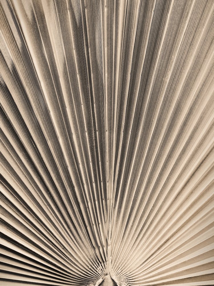 Palm Leaf Gold_2287051