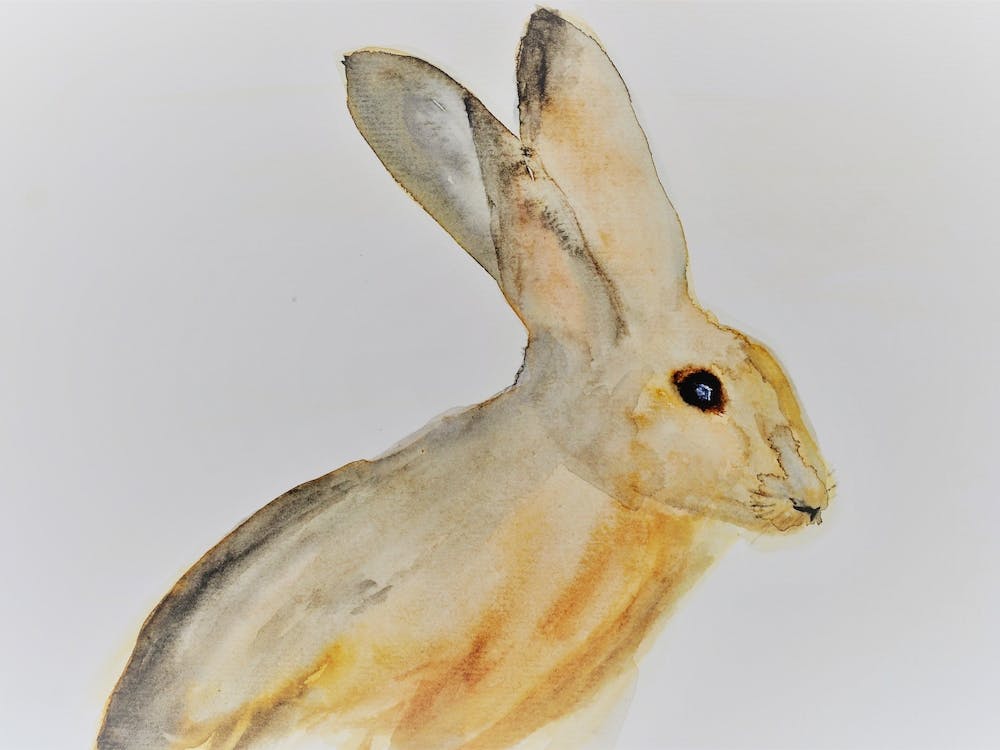 Young Hare