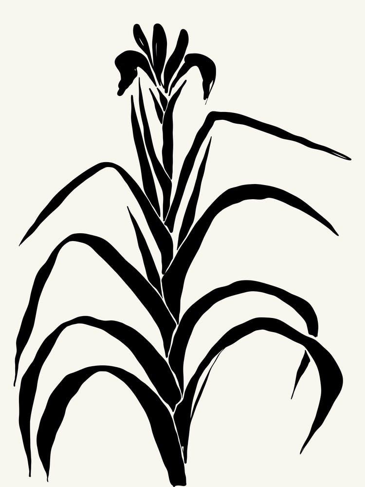 Irises Black and White Botanical