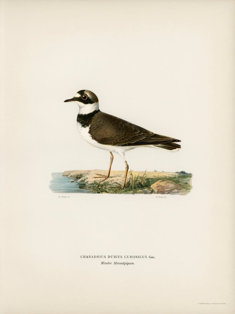 Little Ringed Plover, The Von Wright Brothers