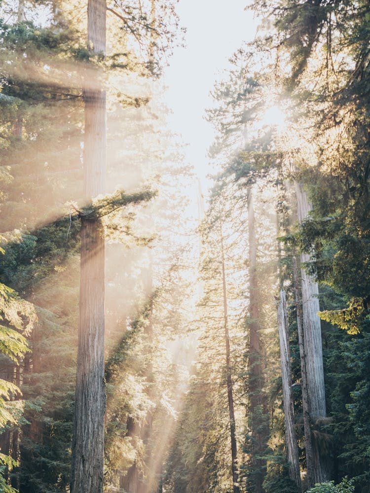Redwood Forest Dreams
