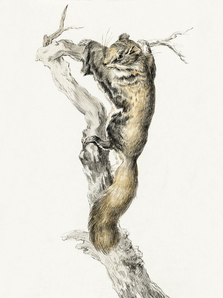 Flying Squirrel, On A Branch, Jean Bernard