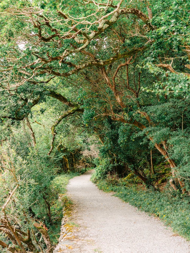 Path Through The Woods In Ireland