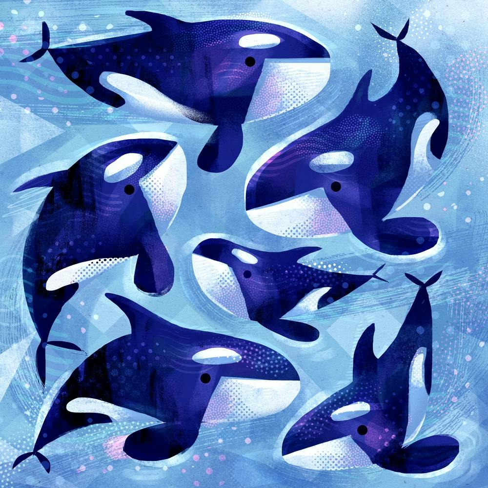 Orca Whales