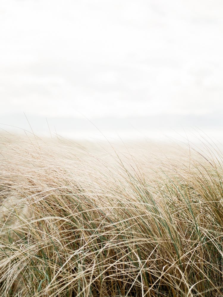 Dune Grass At The Beach