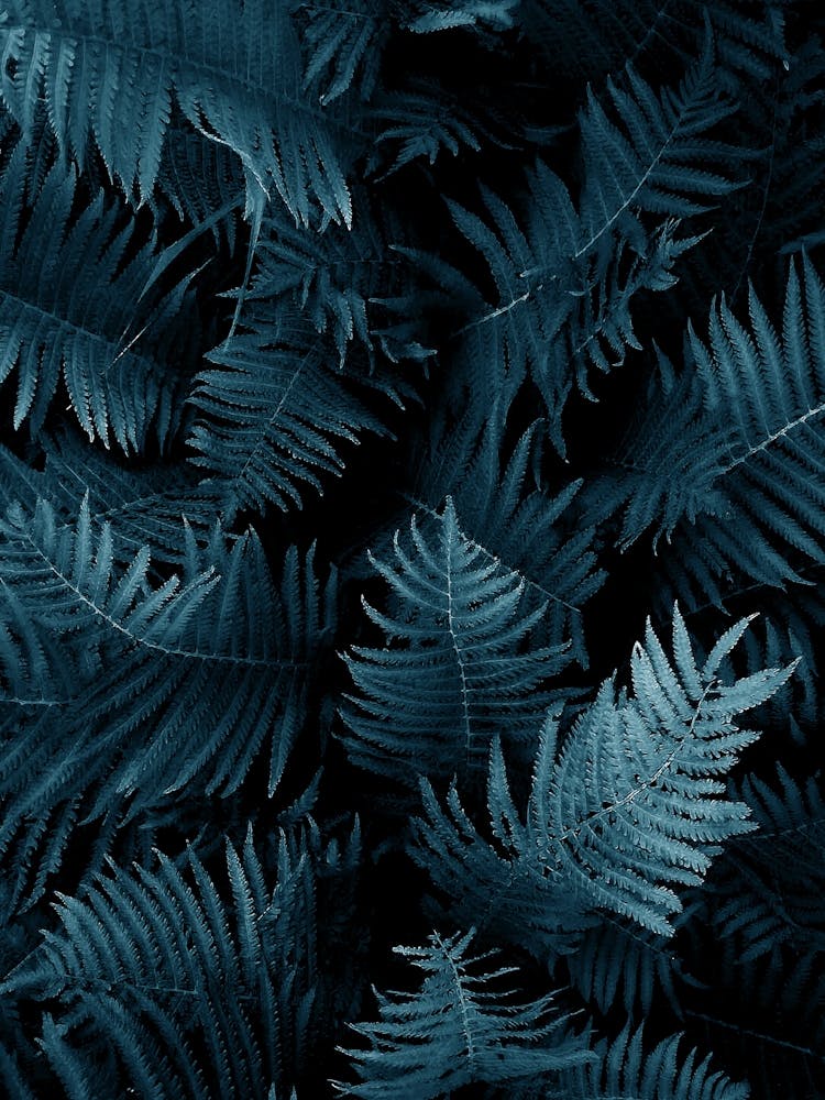 New Foliage Winter Ii