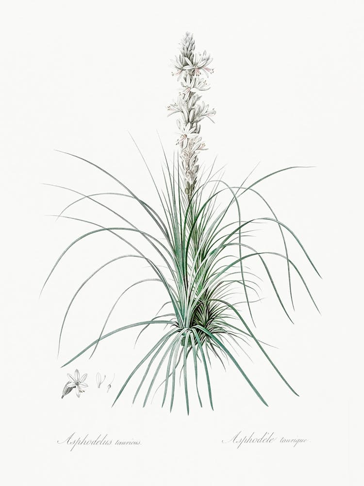 Thin Asphodeline Illustration From Les Liliacées (1805), Pierre Joseph Redoute