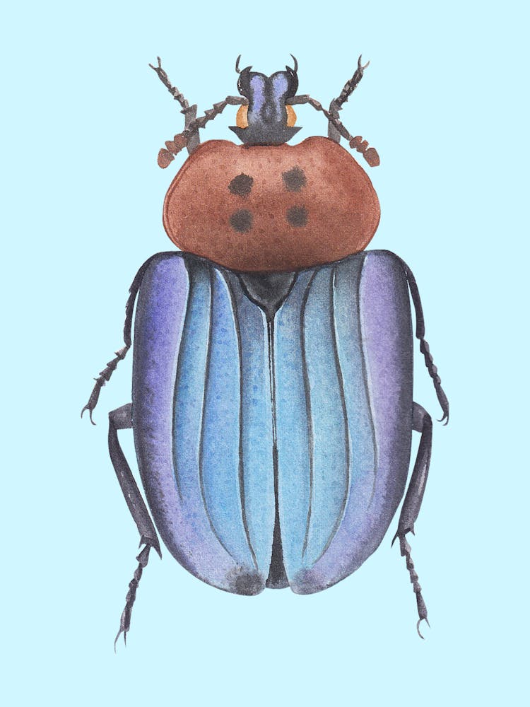 Beetle 3