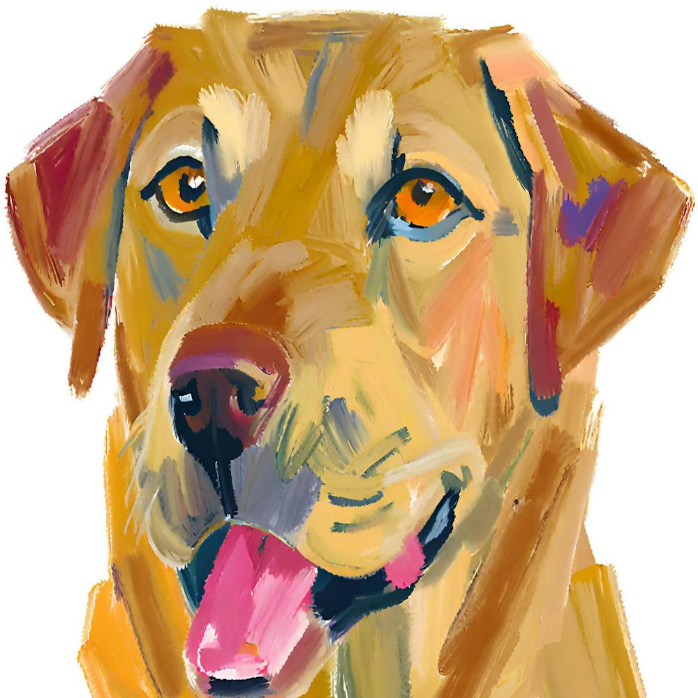 Labrador Retriever 04