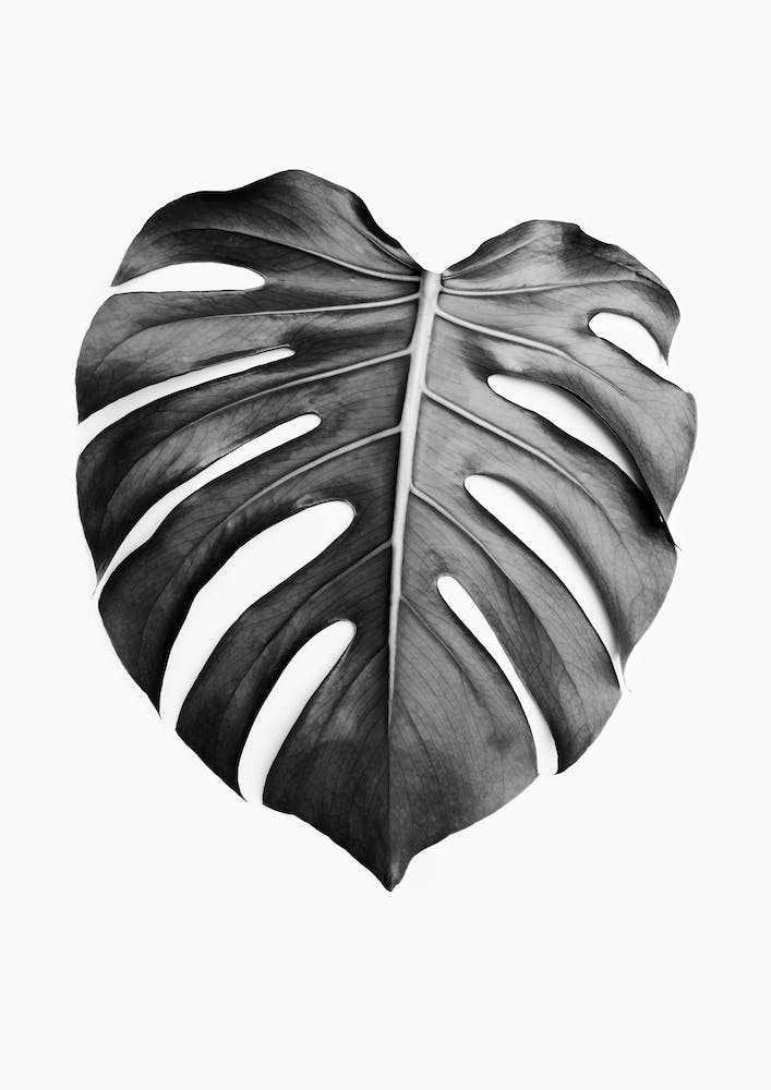 Monstera-Blatt