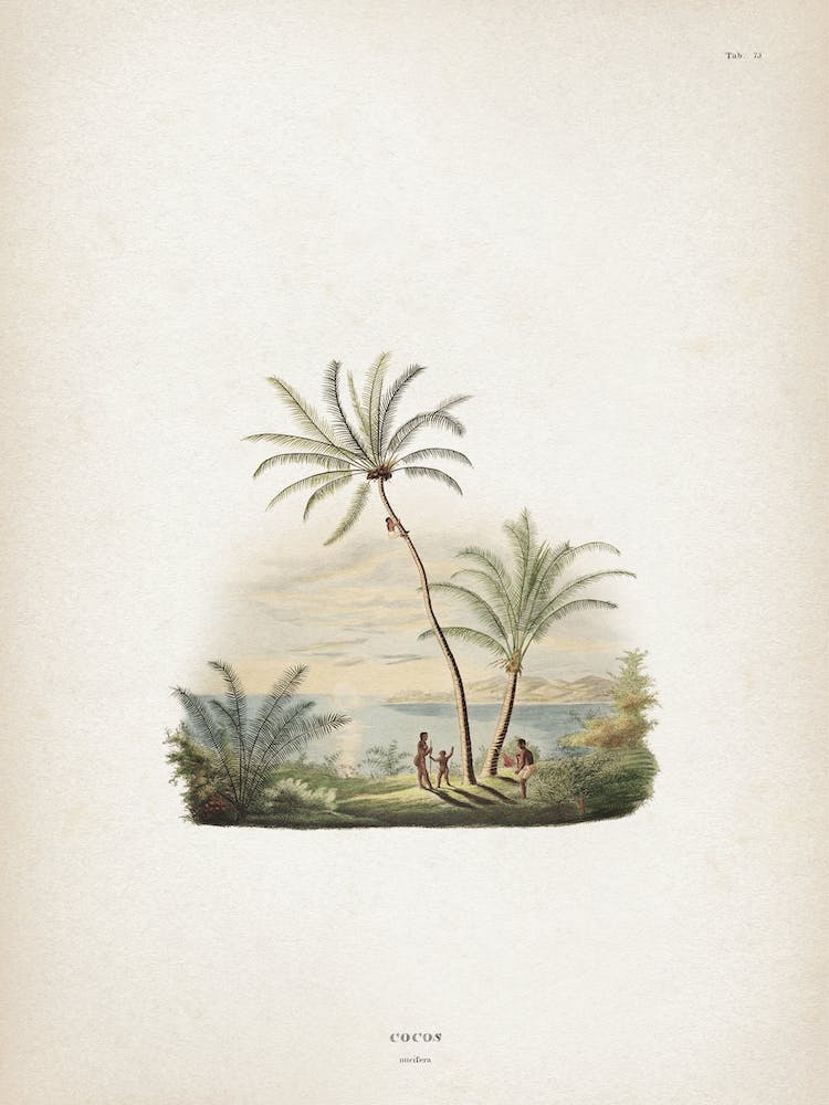 Vintage Martius 2 Cocos Nucifera