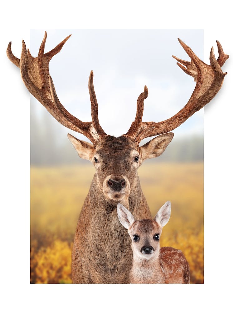 Deer Family