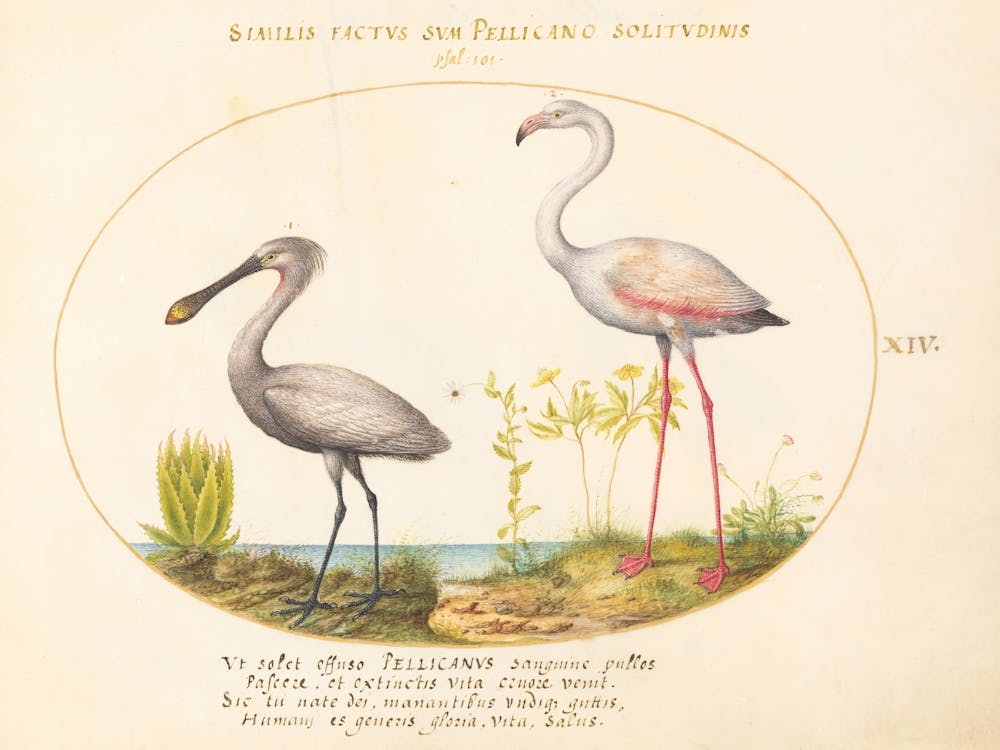 Fliegende Und Amphibische Tiere, Joris Hoefnagel 2