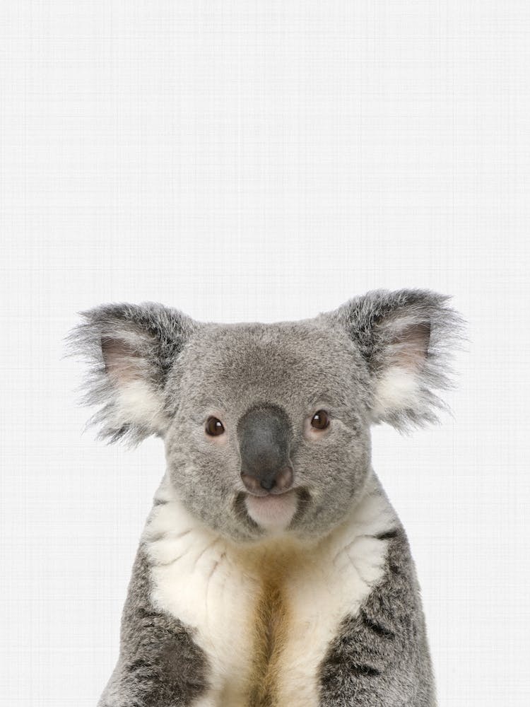 Koala Portrait II