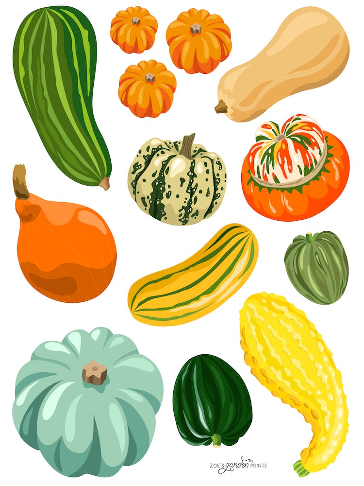 Squash Print 100x75