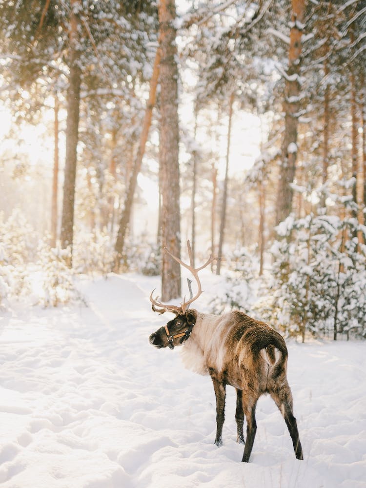 Reindeer In Snowy Forest