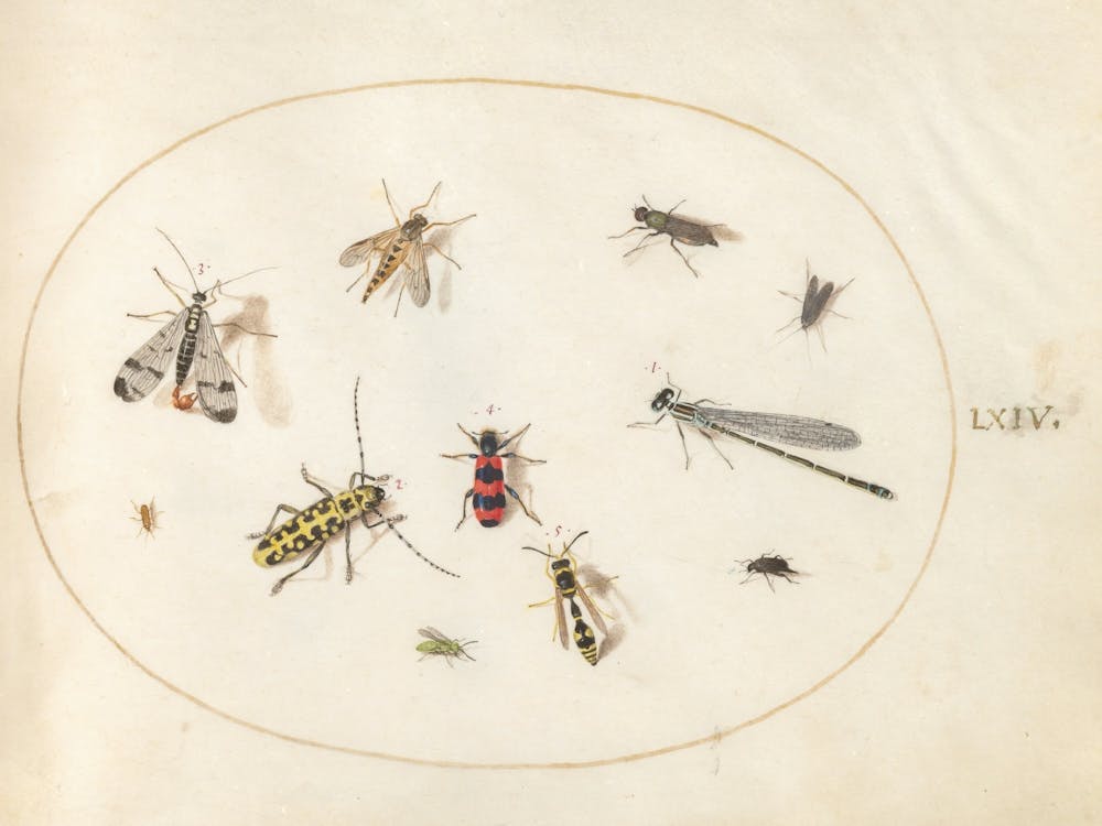Eleven Insects, Including a Dragonfly and Longhorn Beetle (c. 1575-1580), Joris Hoefnagel