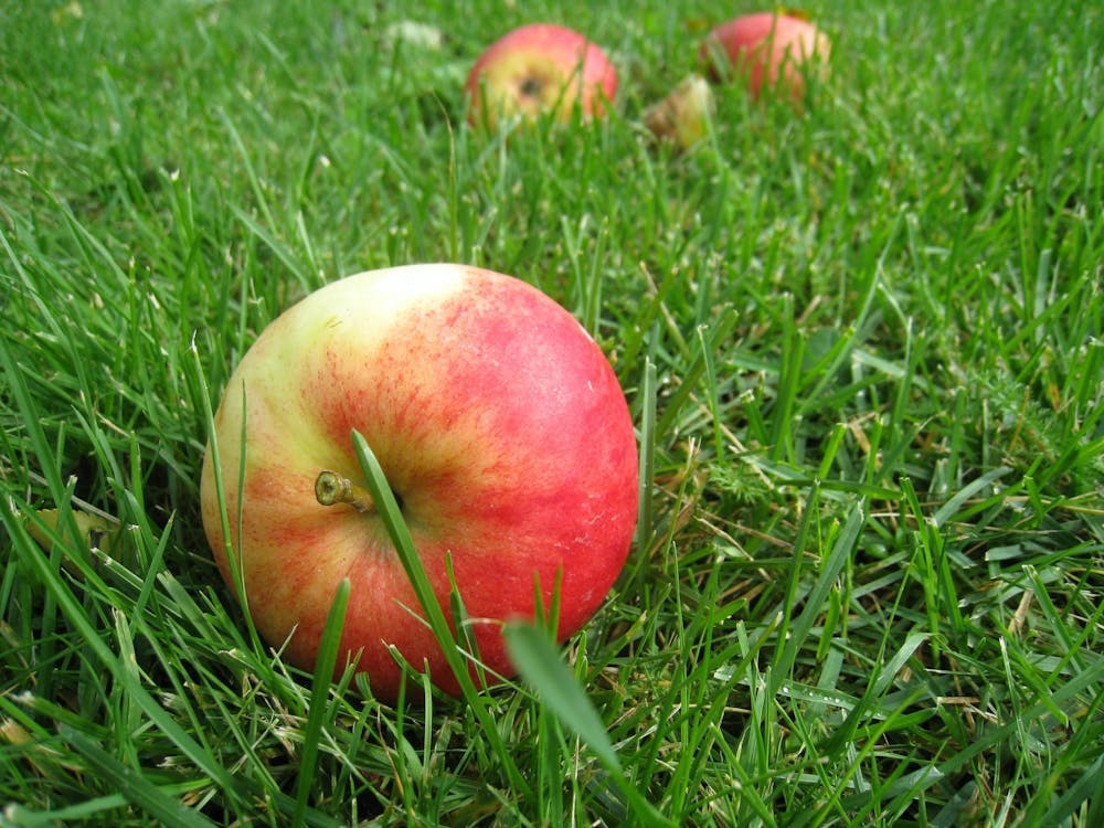 Red Apples In The Grass