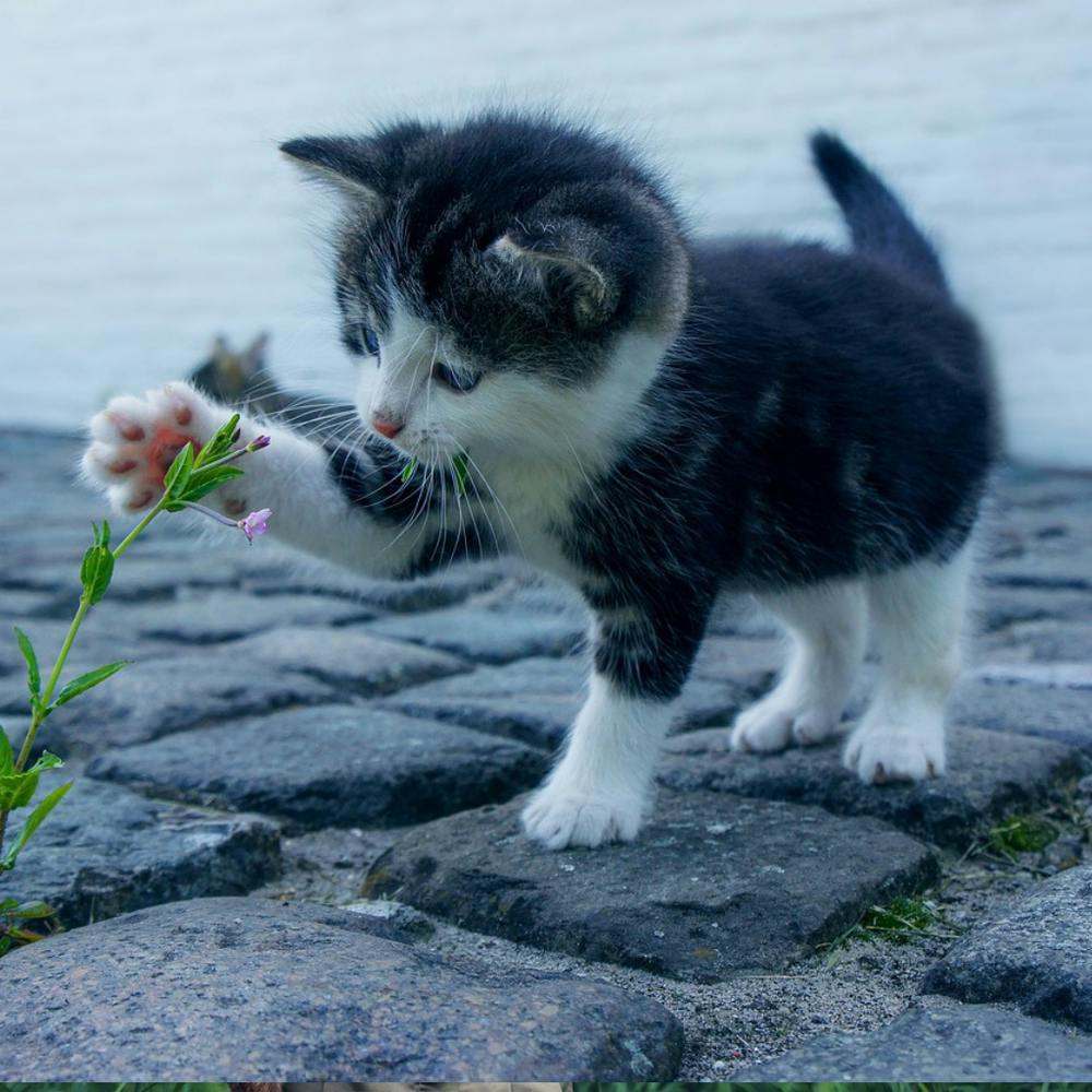 Kitten Playing With Flowers