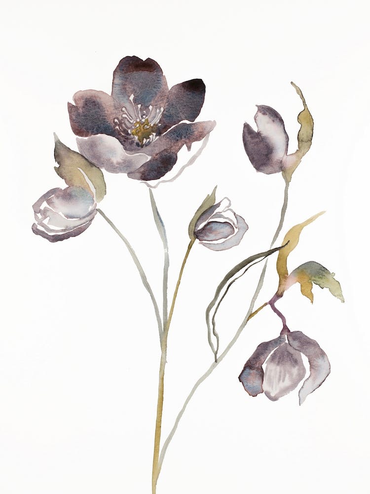 Hellebore 17