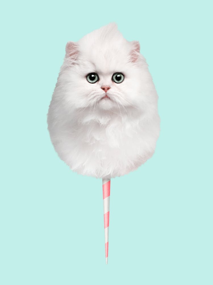 Zuckerwatte Katze