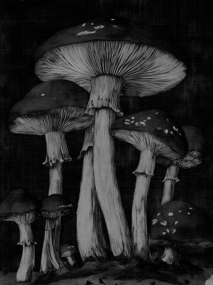 Mushrooms In The Dark 1