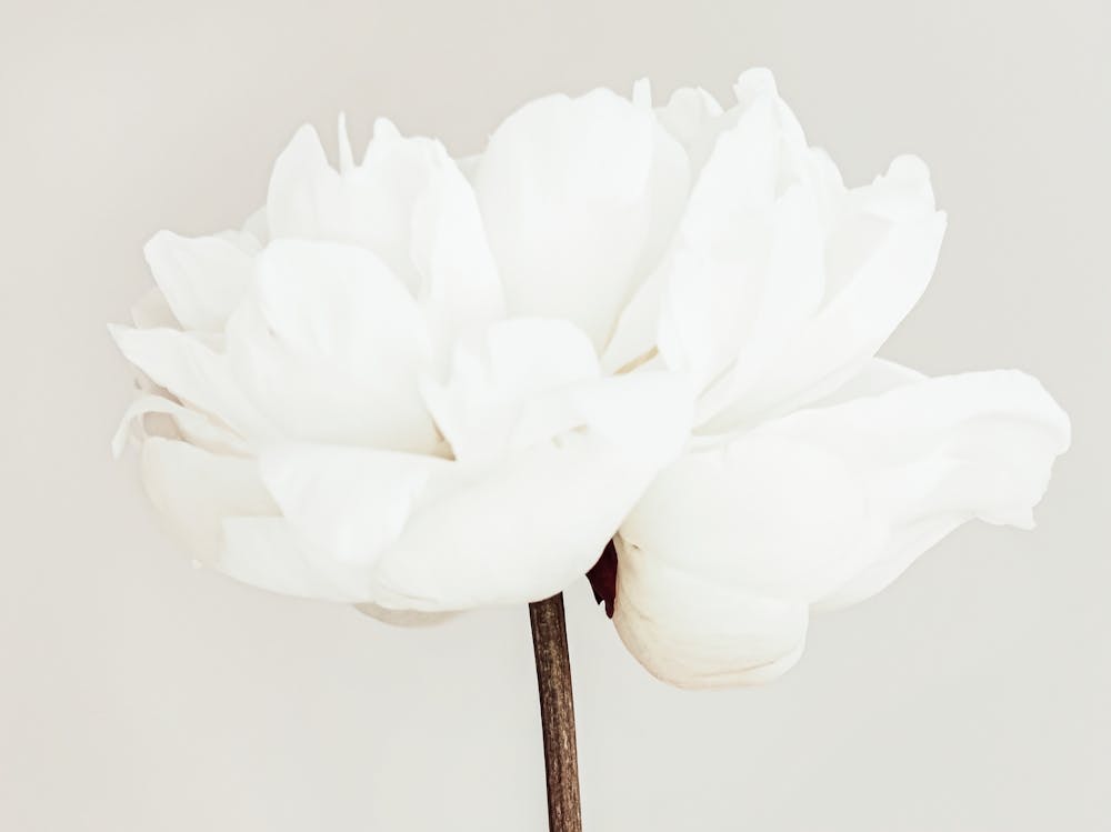 White Poppy Flower Beige_2314097