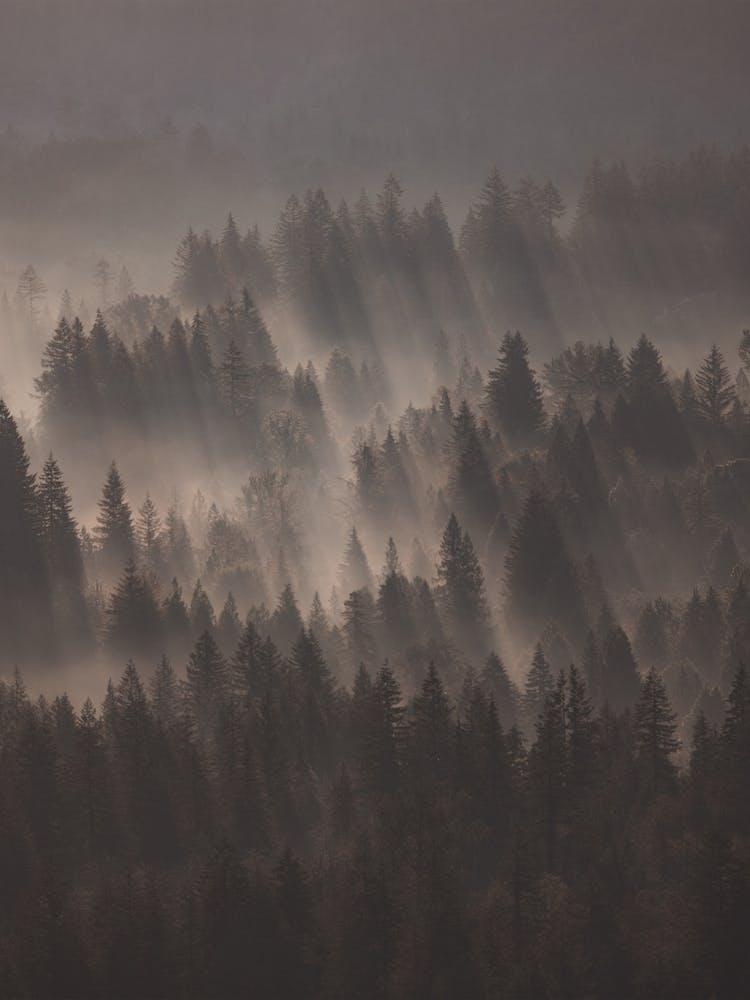 Nature Forest Scenery