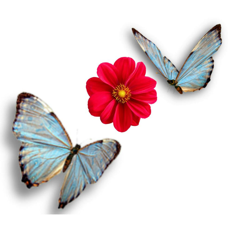 Two butterfly sitting on red flower design