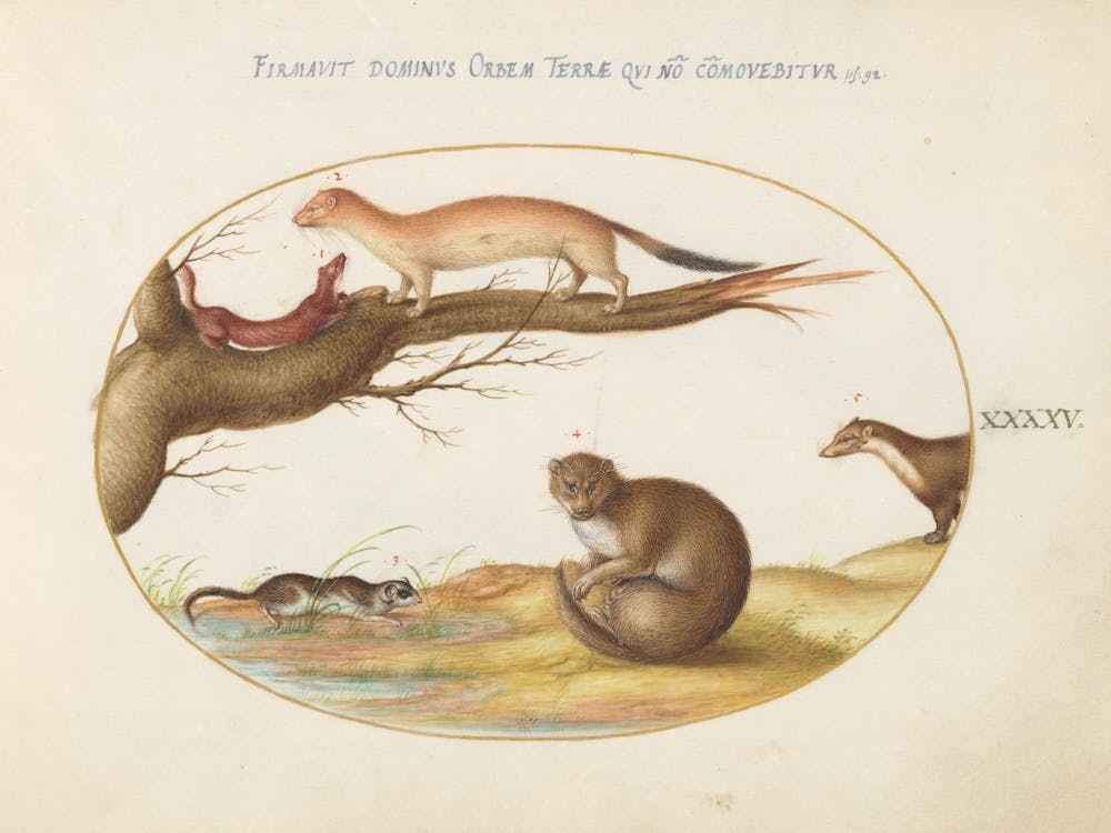 Quadervpedia Animals And Reptiles, Joris Hoefnagel (15)