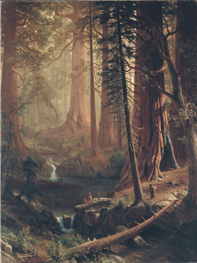 Forest In The Redwoods