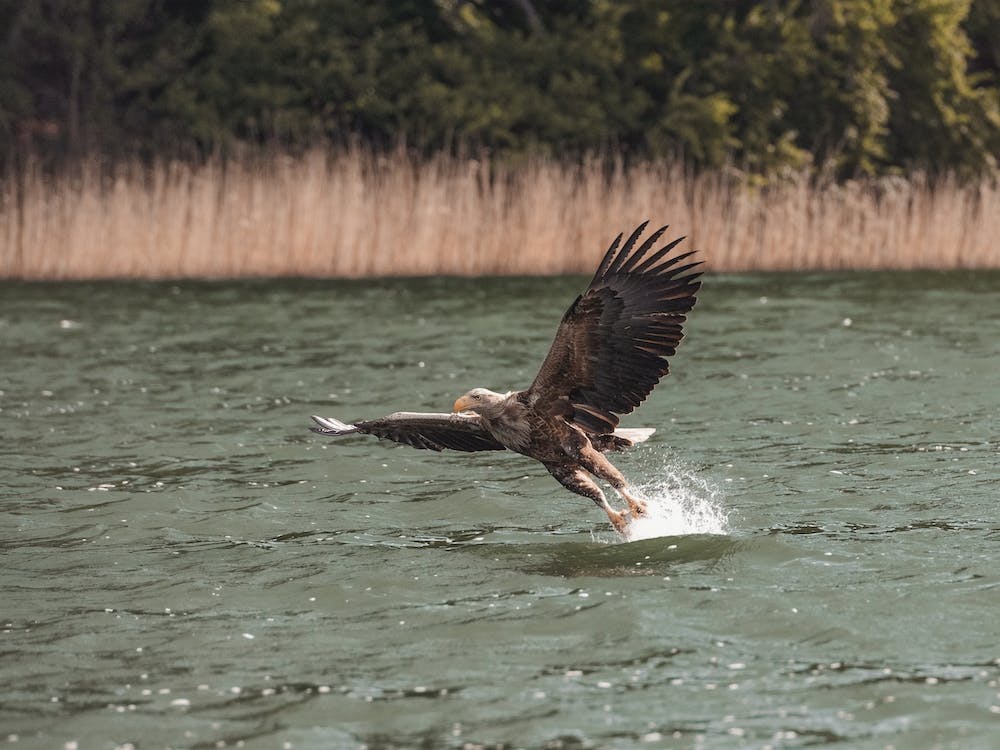 Sea Eagle Flying