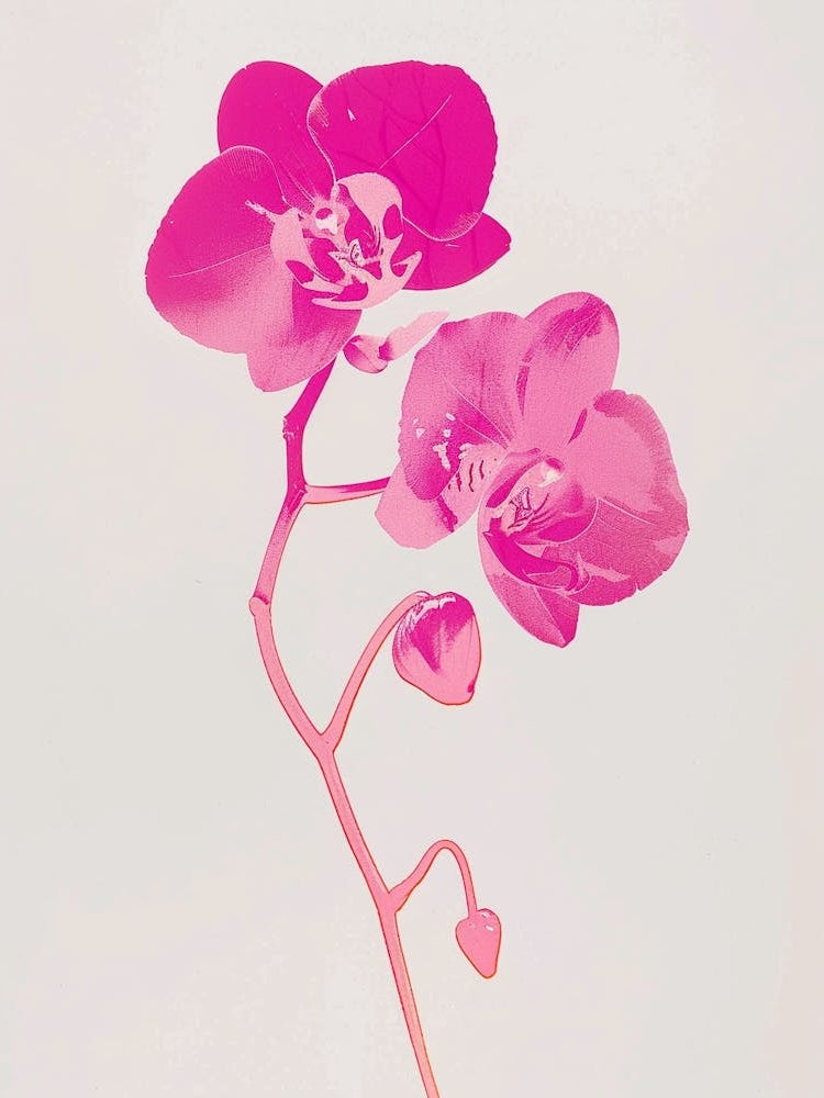 Hot Pink Monkey Orchid 2