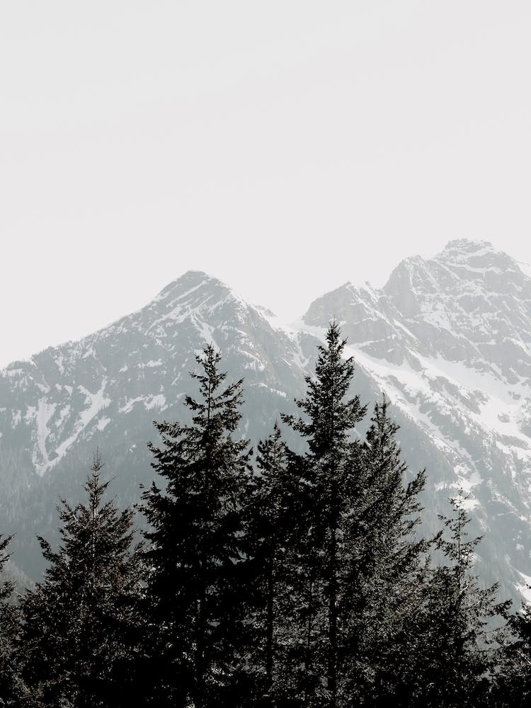 Forest And Mountains