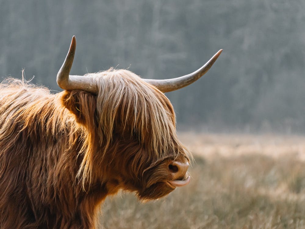 Highland Cow in the field | colorful travel photography 2