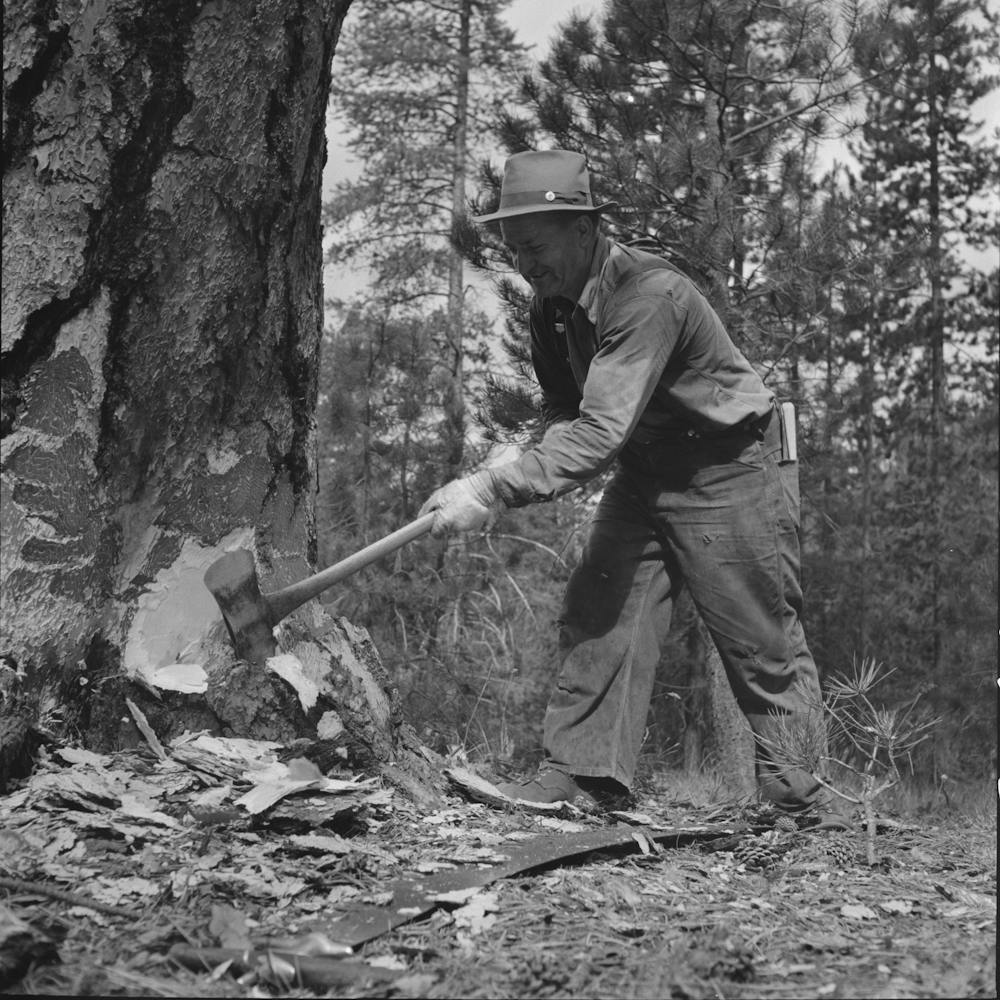 Grant County, Oregon, Malheur National Forest, Lumberjack Starting The Undercut By Russell Lee
