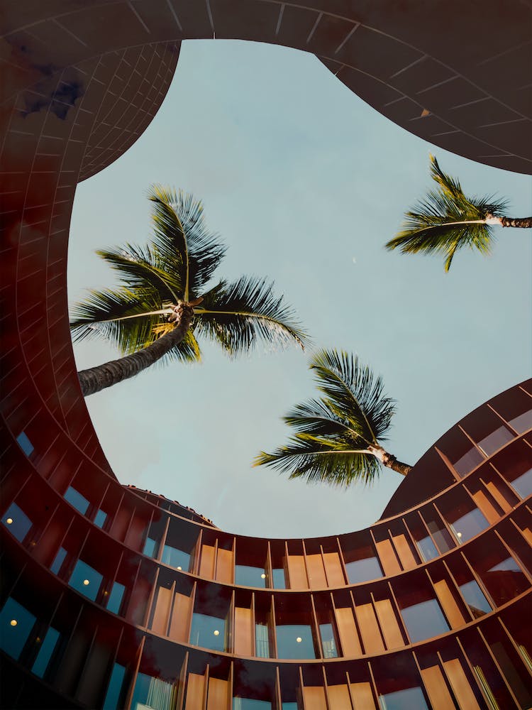 Palm Trees Growing Tall