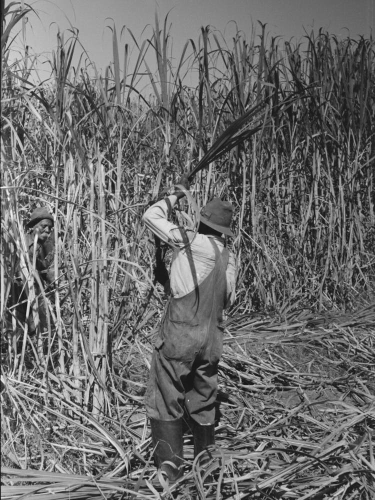 Cutting Sugarcane Near New Iberia, Louisiana By Russell Lee 1