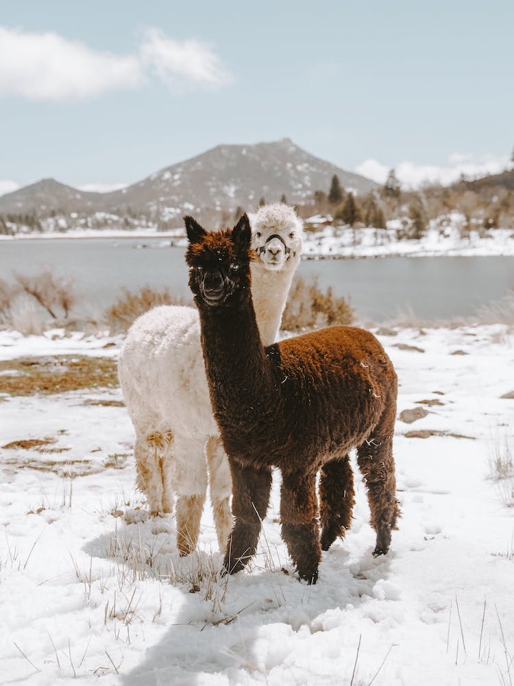 Winter Alpacas