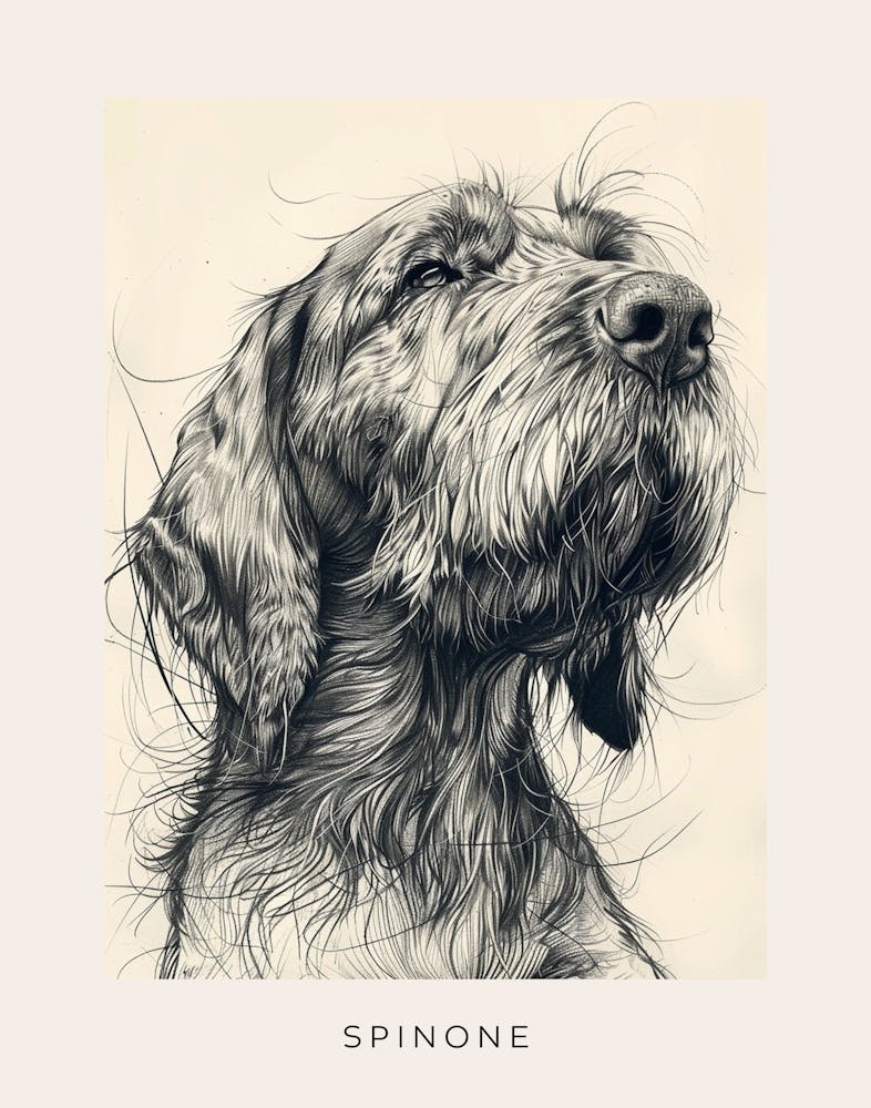 Spinone Dog Linien-Skizze 2 Poster