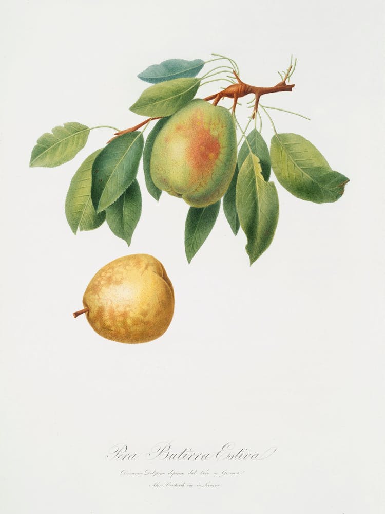Pear (Pyrus Butyra) From Pomona Italiana (1817 1839), Giorgio Gallesio